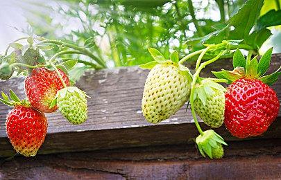 任天堂社长称游戏开发资源持续扩充 加强外部合作